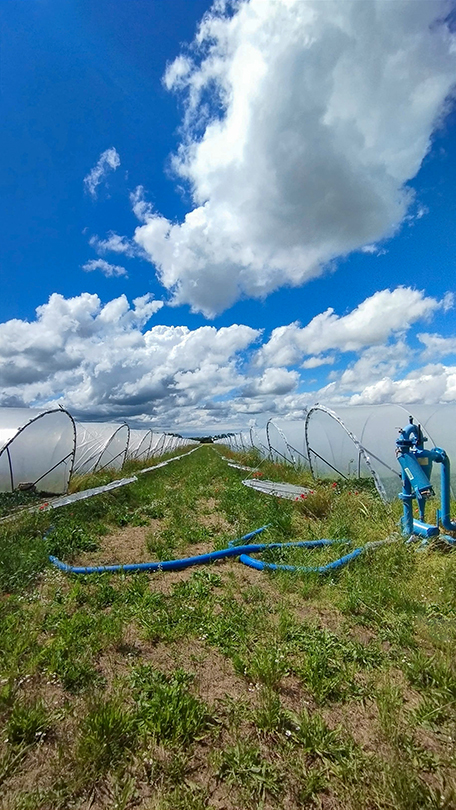 Sistema di irrigazione a goccia con pompa e tubi blu