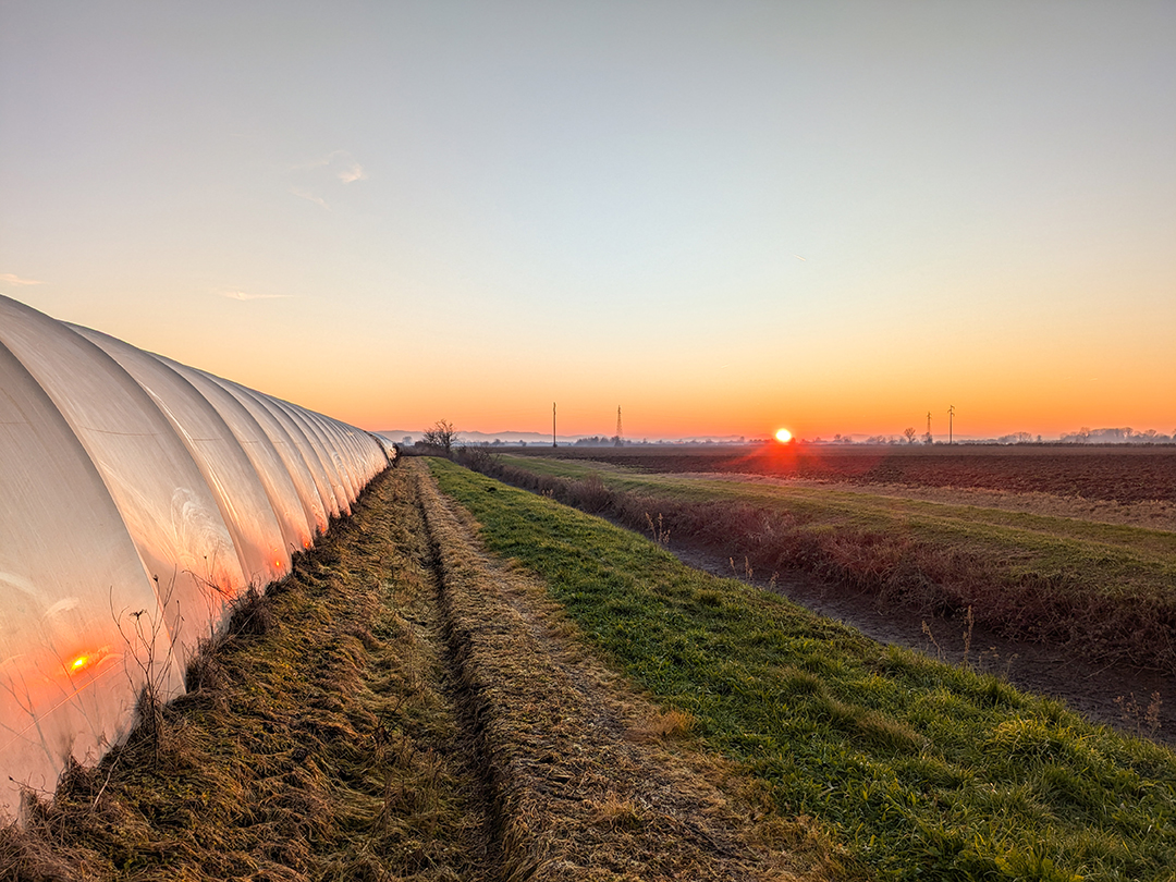 Serra tunnel in plastica al tramonto