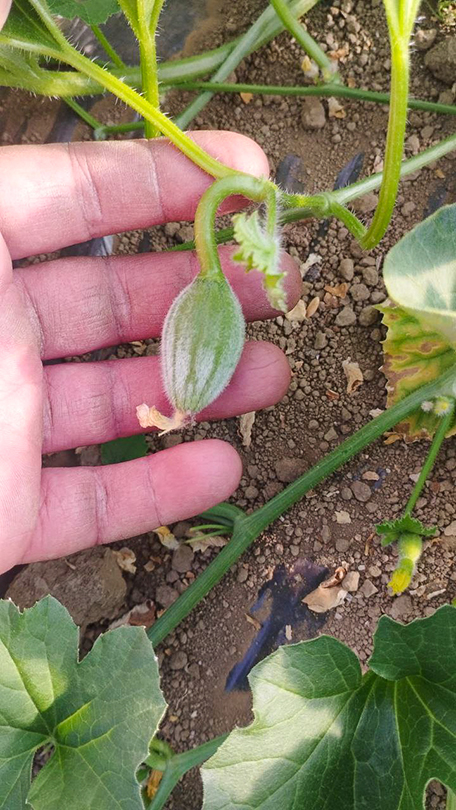 Frutto di melone appena allegato tenuto in mano