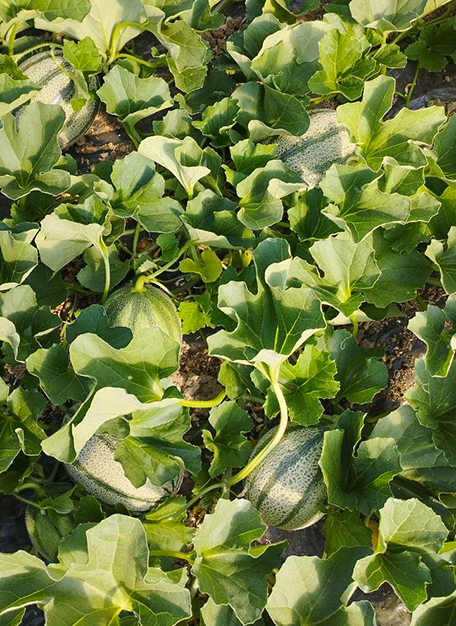 Meloni retati in maturazione nel campo aperto