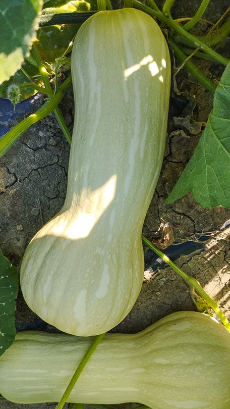 Zucca violina matura in campo