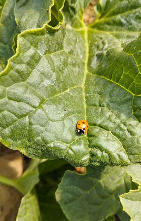 Coccinella su foglia di zucca