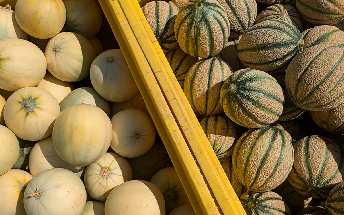 Melone Mantovano IGP, tipologia liscio e tipologia retato a confronto