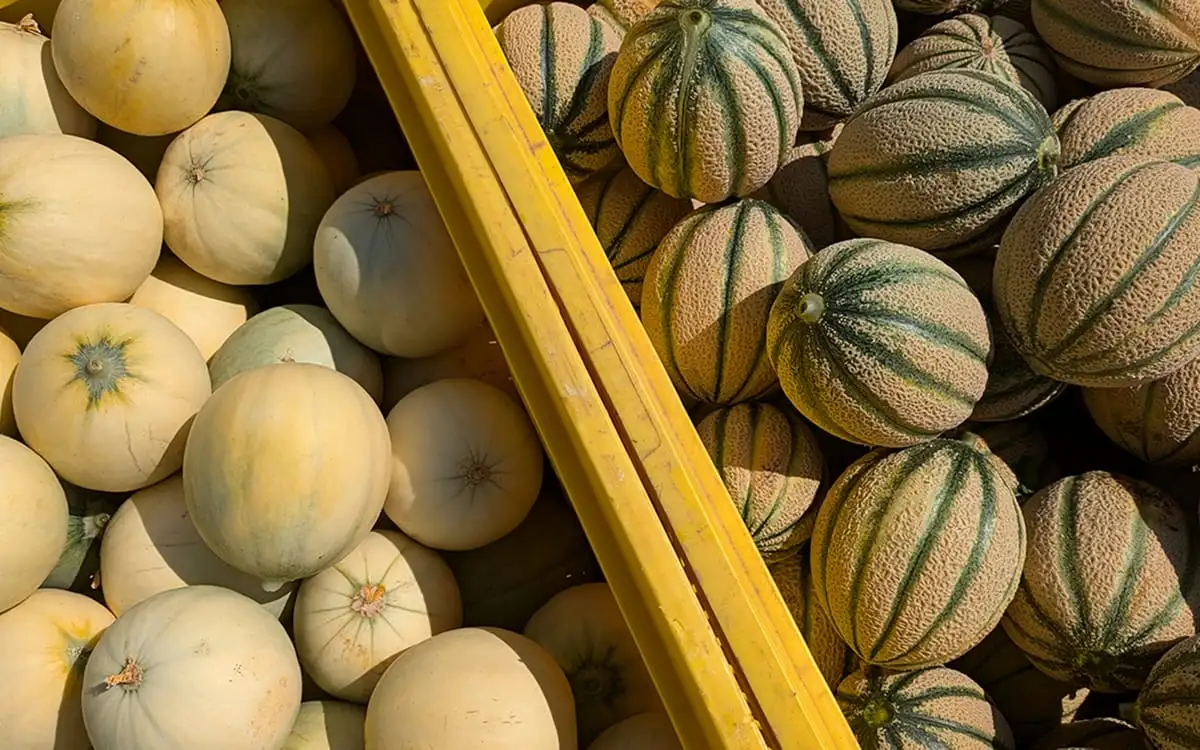 Melone Mantovano IGP: la guida completa
