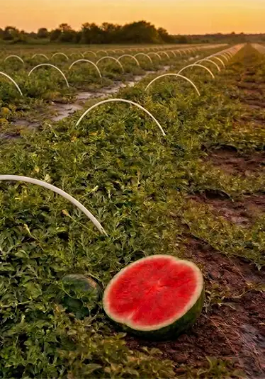Anguria Seedless della Pianura Oglio-Po — Agricola Sanguanini, Mantova