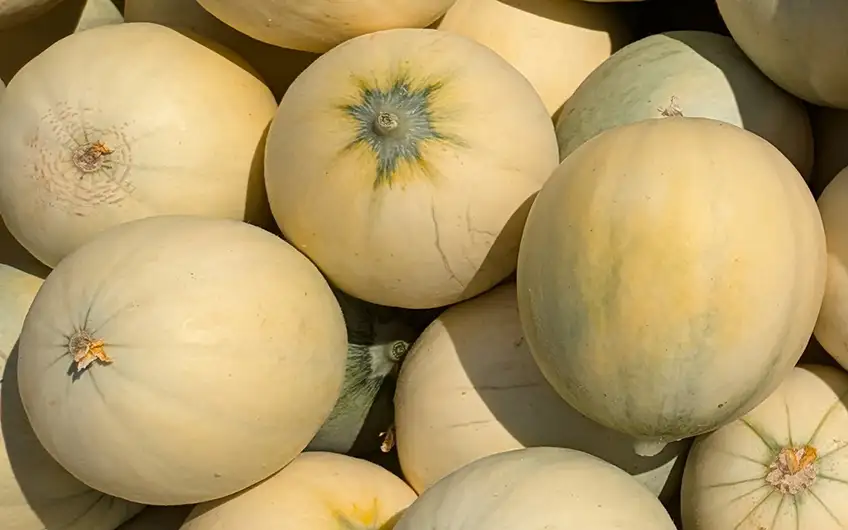 Melone Mantovano IGP liscio, polpa dolce 14–18° Brix, Agricola Sanguanini, Viadana (MN)