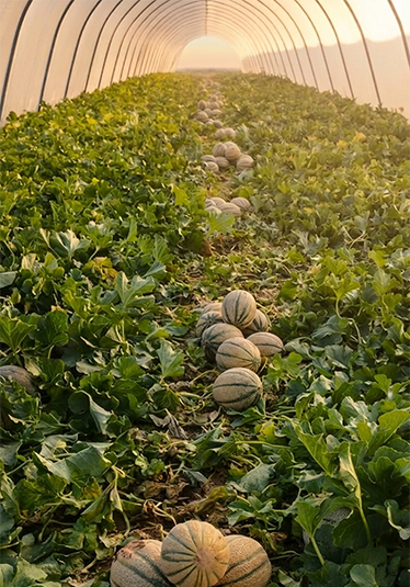 Melone Mantovano IGP