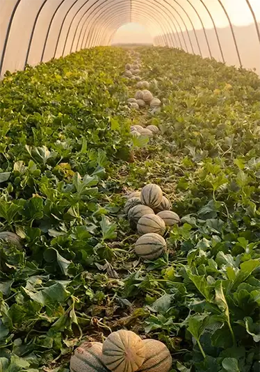 Melone Mantovano IGP varietà Graffio — polpa dolce 14–18° Brix, Agricola Sanguanini, Viadana (MN)