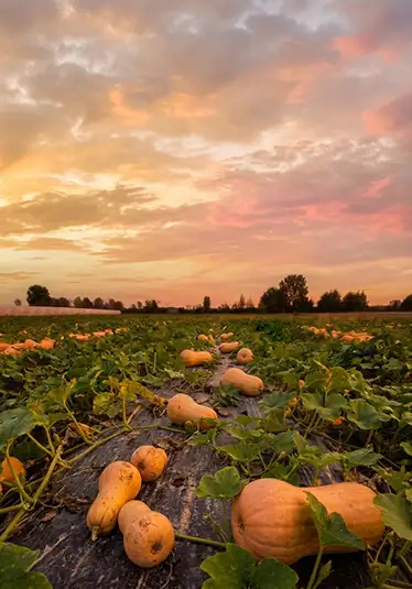 Zucca Violina Butternut mantovana — polpa densa, retrogusto nocciola, Agricola Sanguanini
